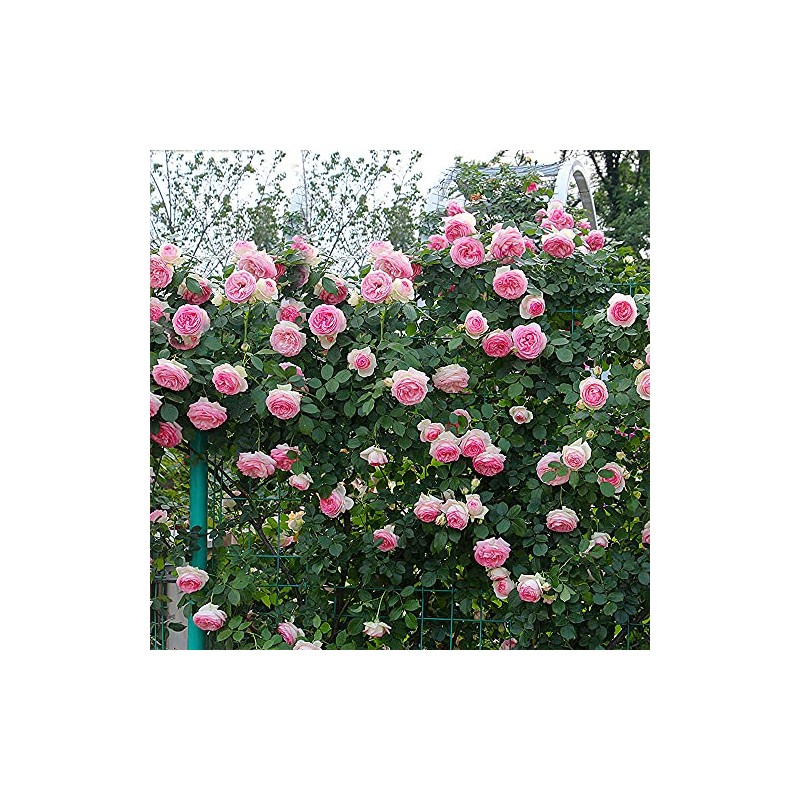 MOCCUROD 100pcs Pink Climbing Rose Vine Seeds - Amazing Growth