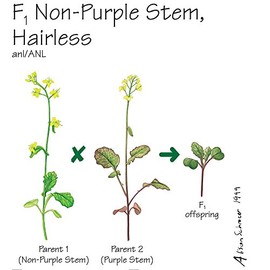 Brassica rapa Wisconsin Fast Plants, F1 Hairless Non-Purple Stem Seed, Pack of 200