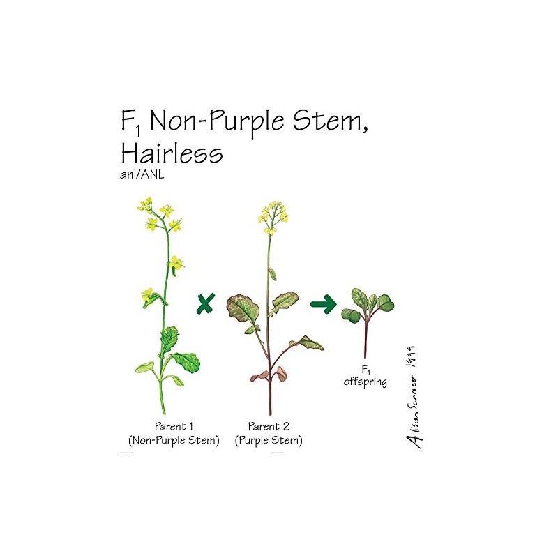 Brassica rapa Wisconsin Fast Plants, F1 Hairless Non-Purple Stem Seed,