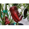 Large Sweet Antigua Sweet Pepper 10+ Seeds