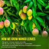 FreshDrinkUS, Premium 60+ Mango Whole Leaves Dried, 100% Natural &