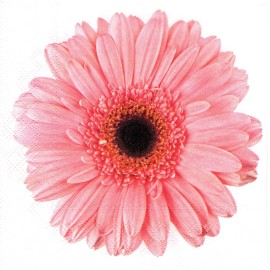 (2) Two Paper Lunch Napkins for Decoupage/Mixe