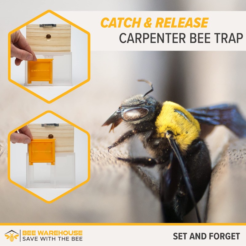 Bee Warehouse - Carpenter Bee Trap - Wood Boring Bee