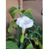 Flowers White Moonflower Seeds, Fragrant Bush, Organic, Datura Innoxia 60