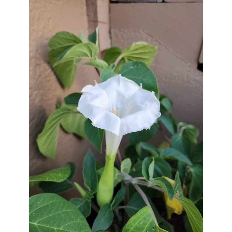 Flowers White Moonflower Seeds, Fragrant Bush, Organic, Datura Innoxia 60