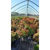 Green Promise Farms PIERIS Japonica `Mountain FIRE` (Andromeda) Evergreen, 3-Size