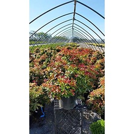 Green Promise Farms PIERIS Japonica `Mountain FIRE` (Andromeda) Evergreen, 3-Size Container, White Blossoms - Plant Does NOT Ship to AZ, CA, HI, ID, MT, NV, OR, PR, UT & WA!