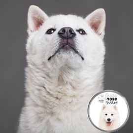 The Blissful Dog Samoyed Unscented Nose Butter - Dog Nose Butter, 4 Ounce