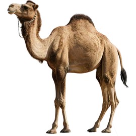 DP BOUTIQUE Nativity Camel 4FT Life Size Cardboard Cutout, Christmas Nativity Scene Decoration, Safari Theme Standup, Animal Photo Prop for Xmas, Holy Family Christian Party & VBS Supplies, 1 PC