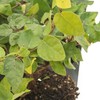 12 Creeping Fig, Live Plants – Ficus Repens – Fast-Growing