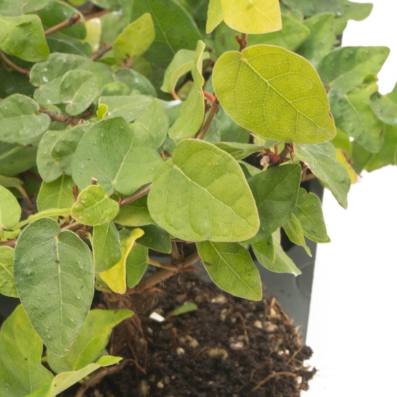 12 Creeping Fig, Live Plants – Ficus Repens – Fast-Growing