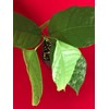 TRINITARIO Theobroma Cacao Cocoa Chocolate Fruit Tree Potted Plant RED
