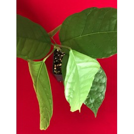 TRINITARIO Theobroma Cacao Cocoa Chocolate Fruit Tree Potted Plant RED Medium