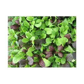 Viridis Hortus - Pak Choi Colour Crunch Mix 1600 (4g's Approx.) Vegetable/Fruit Seeds