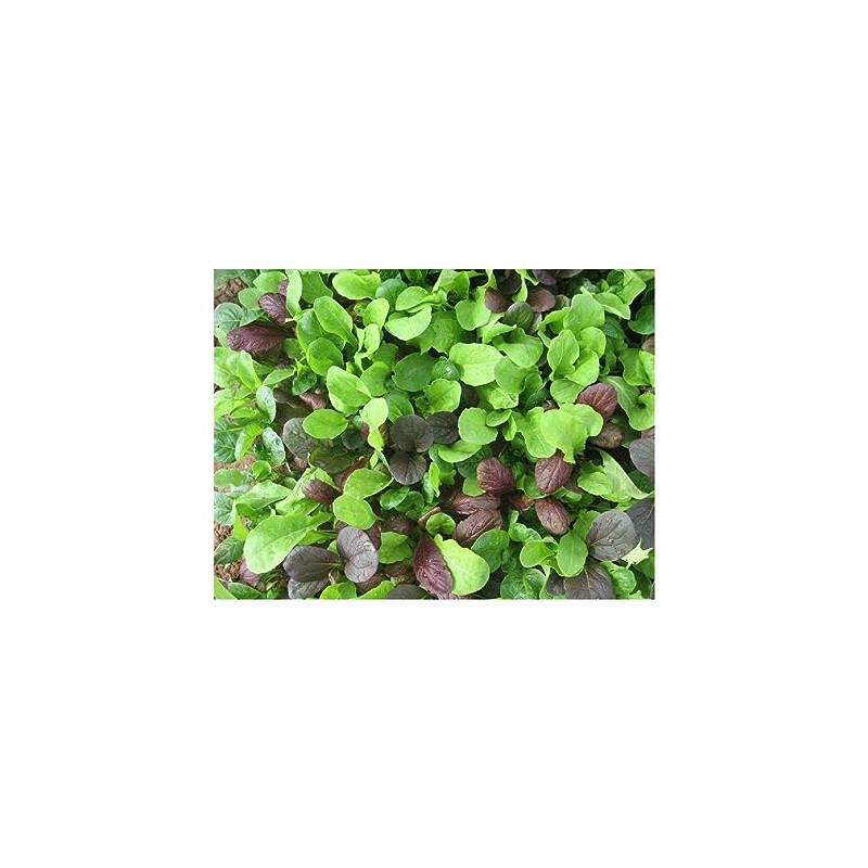 Viridis Hortus - Pak Choi Colour Crunch Mix 1600 (4g's