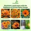 Outsidepride Orange African Daisy Seeds - 2000 Pcs. Annual Flower