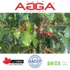 Café Agga - Dolca Vita Coffee Capsules - Light /