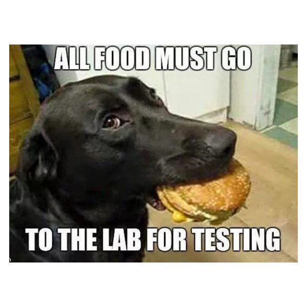 Funny Labrador dog refrigerator magnet 3 1/2 X3 1/2 "