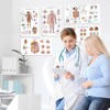 17 Human Anatomy Posters - Medical Posters, Circulatory, Skeletal, Male