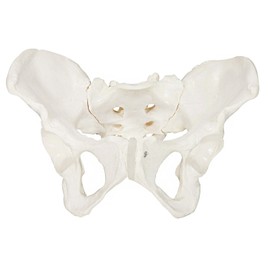 Axis Scientific Skeletal Model of The Female Pelvis | Cast from a Real Human Pelvis Skeleton | Life Size Model Shows Important Anatomy of The Pelvic Region | Includes Product Manual | 3 Year Warranty