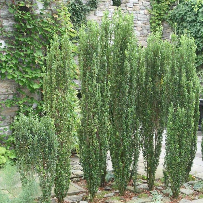 Sky Pencil Japanese Holly - 10 Live Plants - Ilex