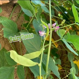 Fairy7Seas Green Hyacinth Bean Seeds, Lablab Purpureus, Dolichos Lablab, Lablab Bean - 20 Seeds