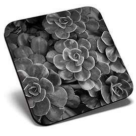 Great Single Coaster Square BW - Pretty Succulent Plant Cactus Plants |Glossy Quality Coasters | Tabletop Protection for Any Table Type #37745