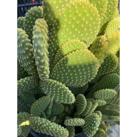 Cactus 3 Hardy Opuntia Microdasys Cactus Succulent Bunny Ears Cutting No Roots Or Soil
