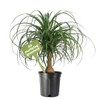 American Plant Exchange Ponytail Palm – 10-Inch Pot – Live