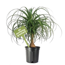 American Plant Exchange Ponytail Palm – 10-Inch Pot – Live Large Bonsai Plant, Pet Safe Indoor Tree, Easy Care Air Purifying Houseplant for Home, Office, or Gift Decor