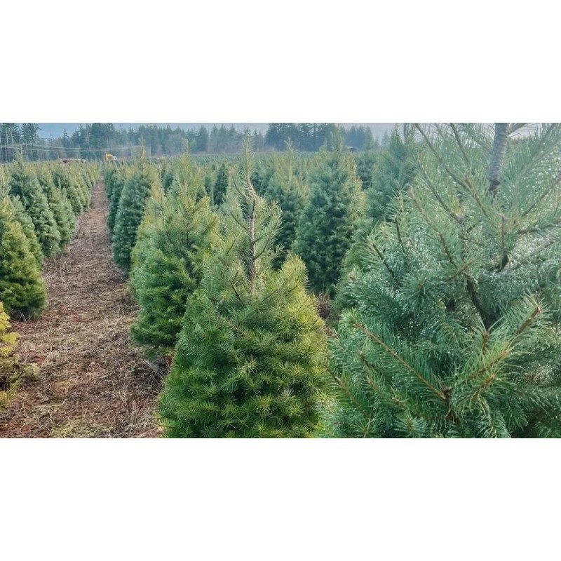 Tree 3 Douglas Fir Tree Pseudotsuga menziesii - High-Quality Potted