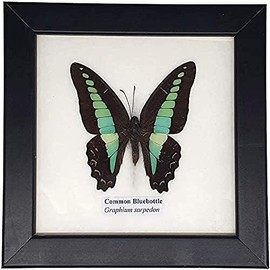 VIE Naturals Real Taxidermy Mounted Under Glass, 12.5x12.5cm, Assorted, Single Butterfly, Multicolor, One Size
