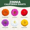 Zinnia California Giants - Large 2,500mg Envelope - 250 Flower
