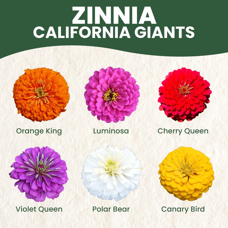 Zinnia California Giants - Large 2,500mg Envelope - 250 Flower