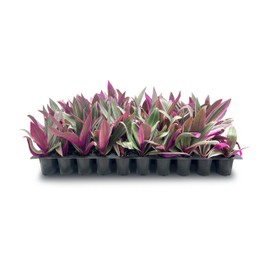 Tri Color Dwarf Oyster Plant | 30 Live Plants | Tradescantia Spathacea 'Tricolor' | Indoor Outdoor Decorative Accent | Vibrant Foliage