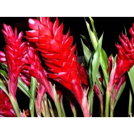Discount Hawaiian Gifts Hawaiian Red Ginger Alpinia Purpurata Starter Plant 6 to 10 In. Tall NO BLOOM