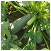 Everwilde Farms - 1 Lb Gray Zucchini Summer Squash Seeds