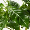 American Plant Exchange Arabica Coffee Real Live Plant, 6" Pot,