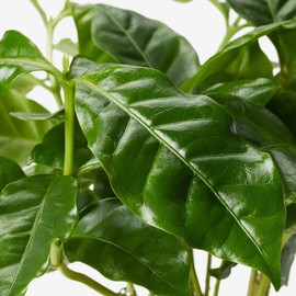 American Plant Exchange Arabica Coffee Real Live Plant, 6" Pot, Flowering Indoor Outdoor Air Purifier, Green Rippled Leaves