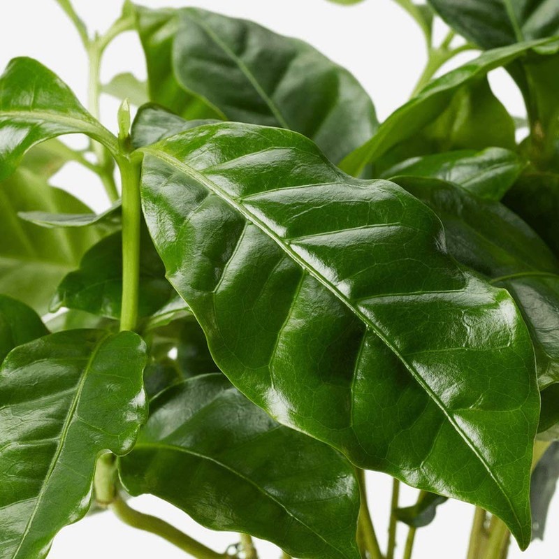 American Plant Exchange Arabica Coffee Real Live Plant, 6" Pot,