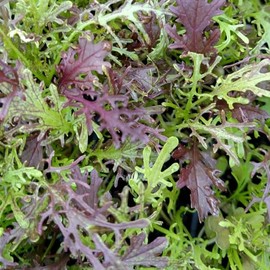2000 Mizuna Red Streaks Mustard Seeds, Japanese Heirloom - Premium Non-GMO, Open Pollinated, US Grown Seed, Always Fresh!