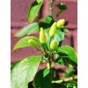 Lil Gnomies Hawaiian Chili Hot Pepper Seeds Birdseye - 15