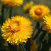 Outsidepride Helichrysum Yellow - 10000 Seeds