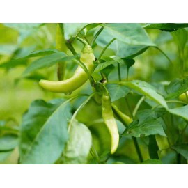 Southeast Seeds Italian Pepperoncini Pepper Seeds, Friggitello, NON-GMO, FREE SHIPPING - 50 Seeds