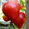 FUN AND GROW SEEDS: Seeds Red Bull's Heart Tomato Indeterminate
