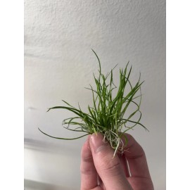 Micro Sword (Lilaeopsis brasiliens) Live Aquarium Plant (~3 in pot worth)