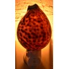 Real Seashell Night Light Tiger Cowrie Shell Decorative Beach Decor