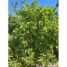 Premium Fresh Guava Leaves | 3 OZ | Approximately 50 leaves | Sustainably Grown In USA | All Natural | Herbal Tea | Fresh Summer Leaves |