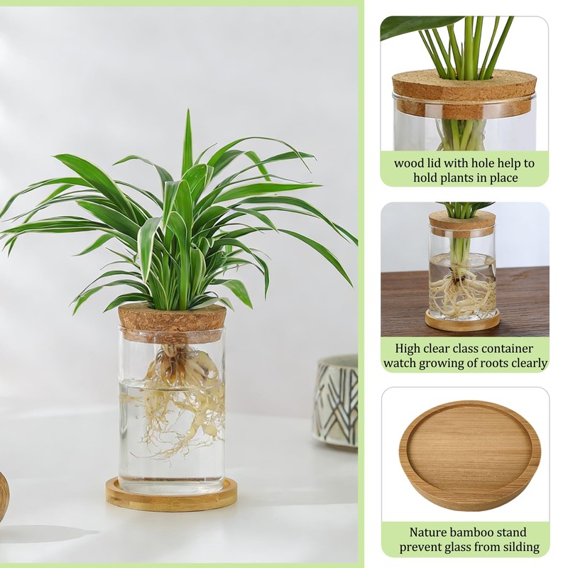 Plant Propagation Station Glass Planter Terrariums with Wooden Lid