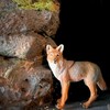Safari Ltd. Coyote Figurine - Lifelike 3.75" Model Figure -